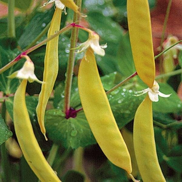 Yellow Pea Seeds (30) / Bush Bean / Rare / cool weather