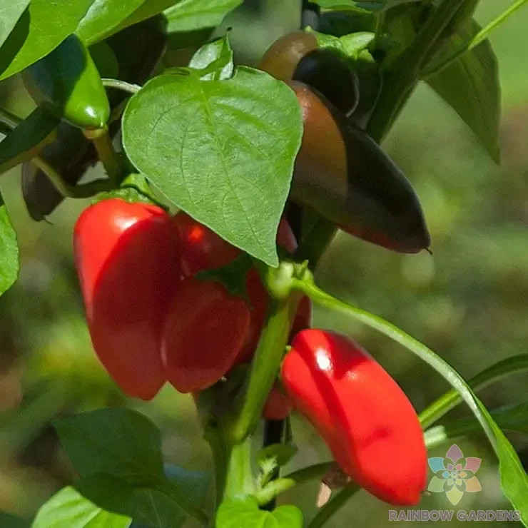 25+ Kitchen Minis (Fresh Bites Red) Sweet Pepper Seeds – FREE SHIPPING!