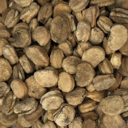 100 Fully Stratified American Panax Quinquefolius Ginseng Seeds 2025 Harvest USA