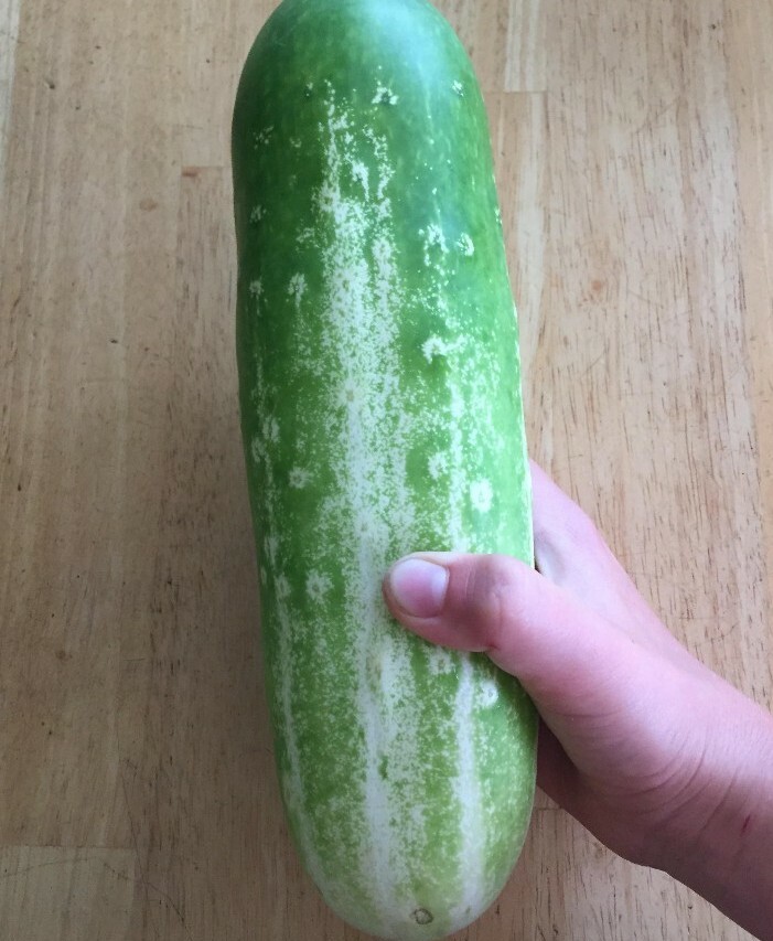 10 Large BURPLESS Cucumber Seeds Organic non-GMO