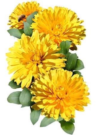 Pacific Beauty Yellow Calendula (Calendula officinalis)
