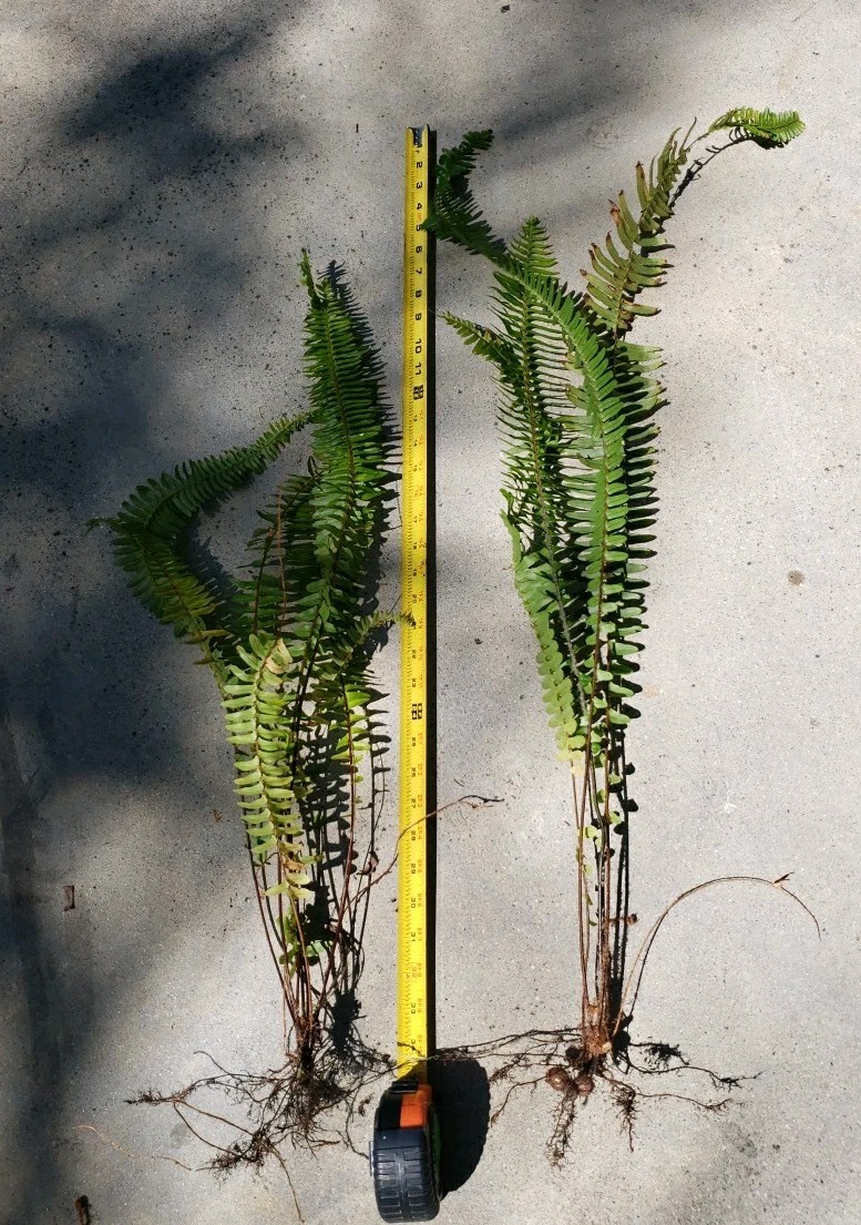 2 Christmas Fern – Grow Tall With 3′ Long Starter Plants rooted