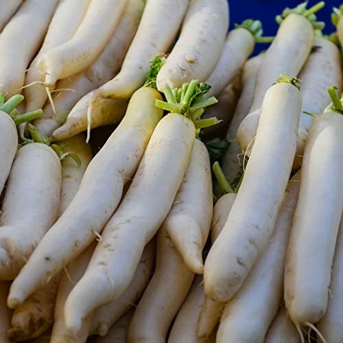 Miyashige Daikon White Japanese Radish Seeds | Heirloom | Free Shipping | 1096
