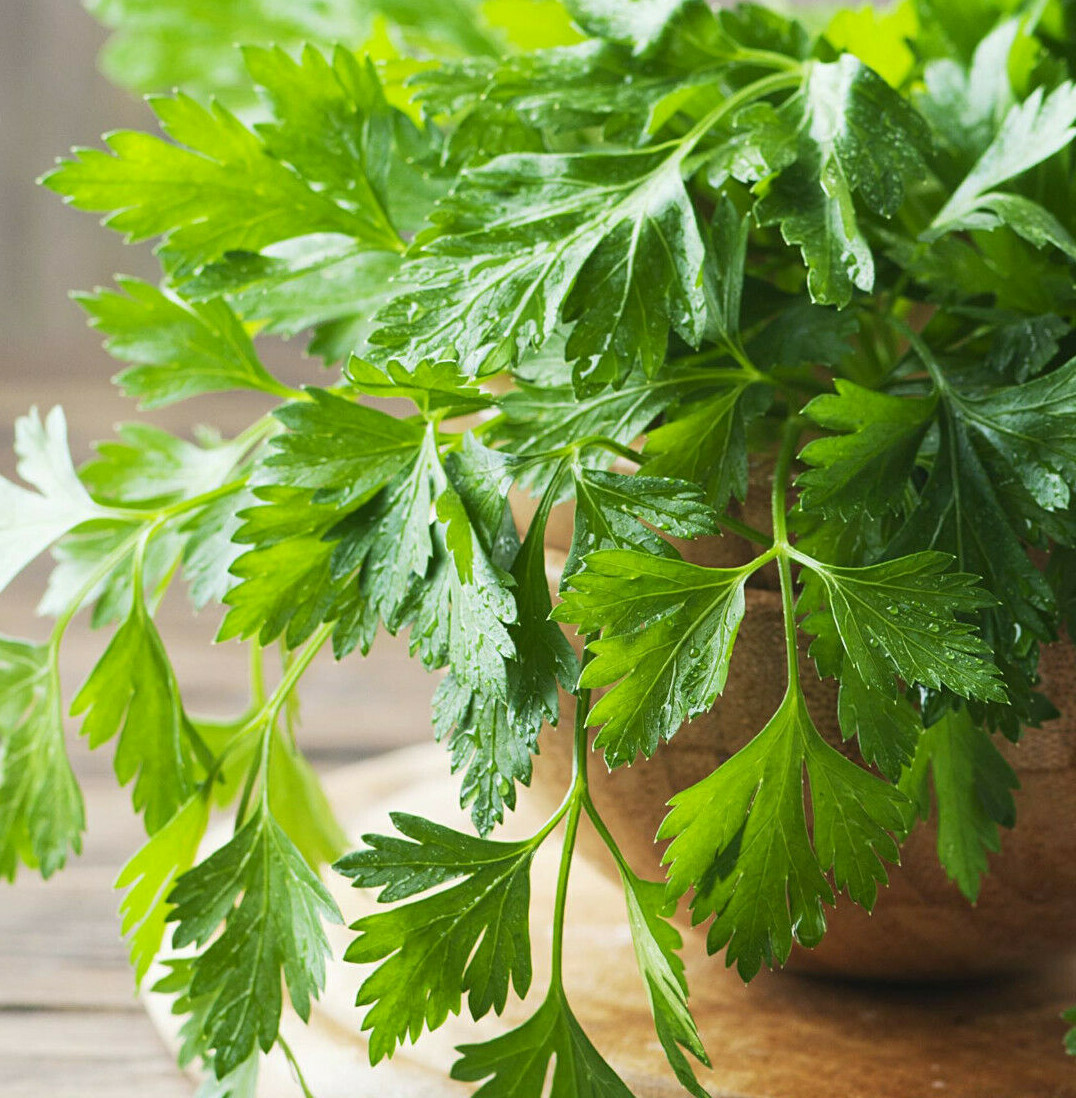Giant Italian Flat Leaf Parsley Seeds | For Planting Huge Herb Garden Seed 2024