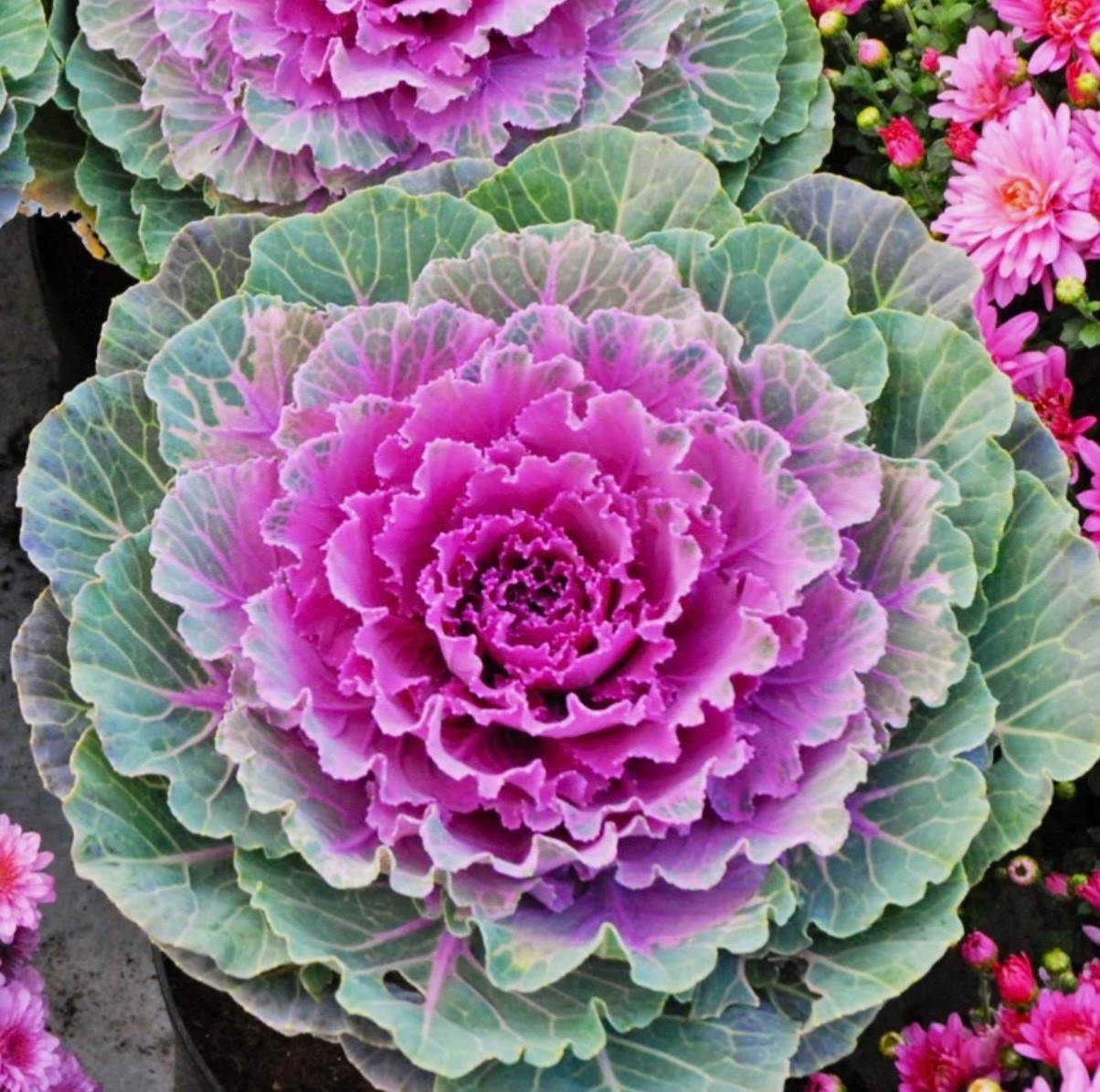 Mixed Ornamental Cabbage/Kale Seeds Smooth Round-Leaf Osaka Pink Fresh 2026 🇺🇸