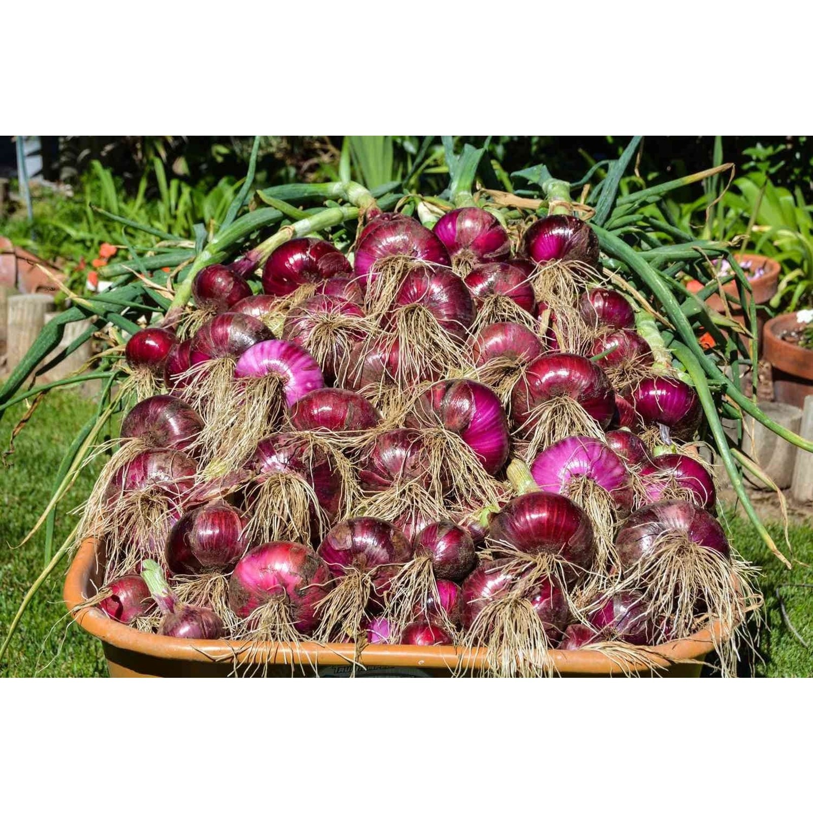 Mixed 3 Onion: Red Yellow and White Onion Sets Bulbs Organic Non GMO – 1 lb