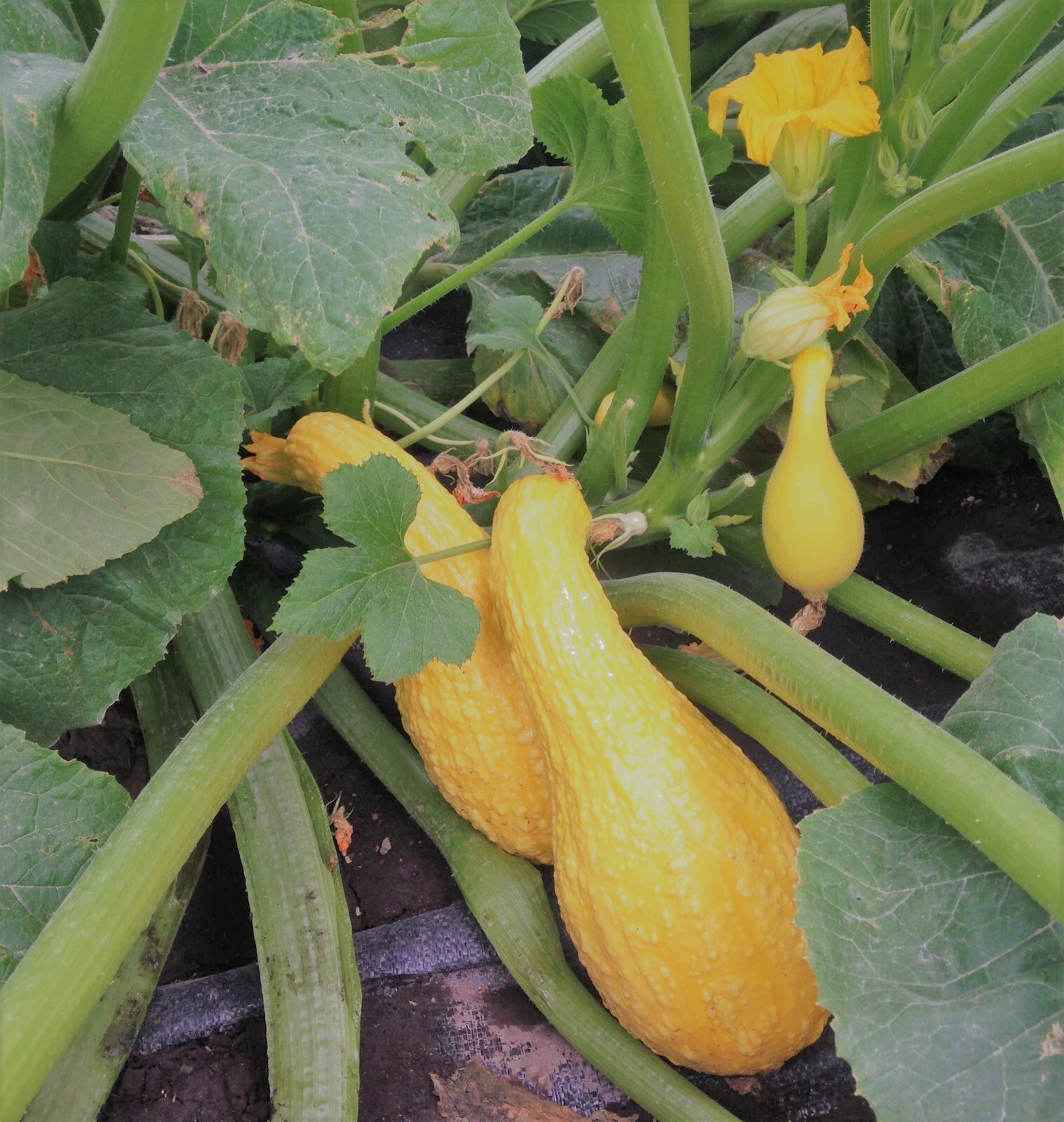 25+ Yellow Crookneck Squash Seeds – Golden Summer — Heirloom – NON GMO -#85