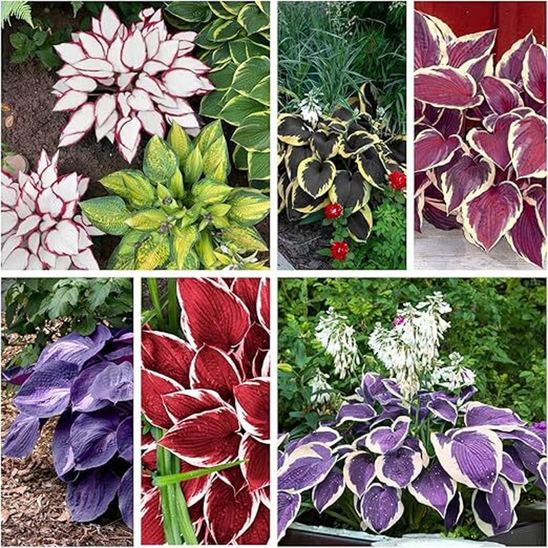 Mixed Hosta Seeds for Planting Purple Black Red Hosta Plant Seeds Perennial Home