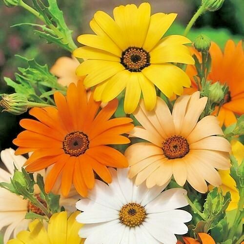 201+AFRICAN DAISY MIX Seeds White Orange Yellow Apricot Drought Tolerant Annual