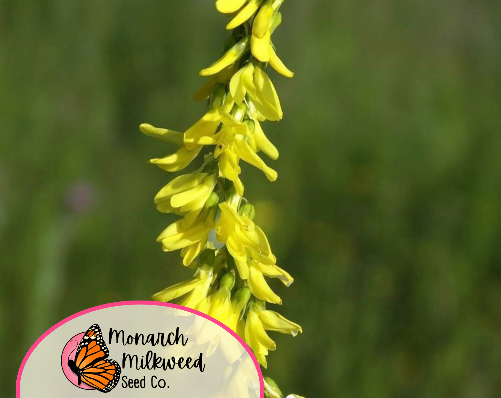 5100+ Yellow Sweet Blossom Clover Seeds | Flower Garden Seed for Pollinator Bees