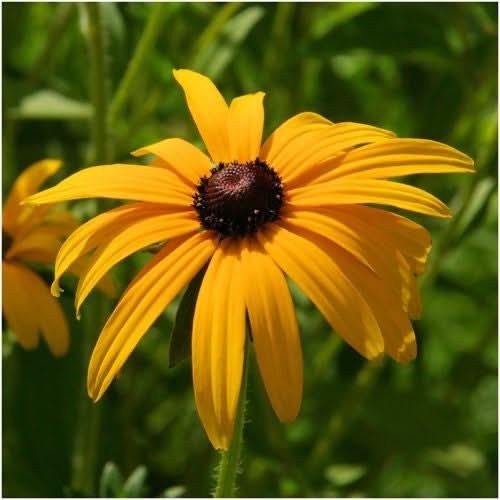 Black-Eyed Susan Seeds For Planting (Rudbeckia hirta)