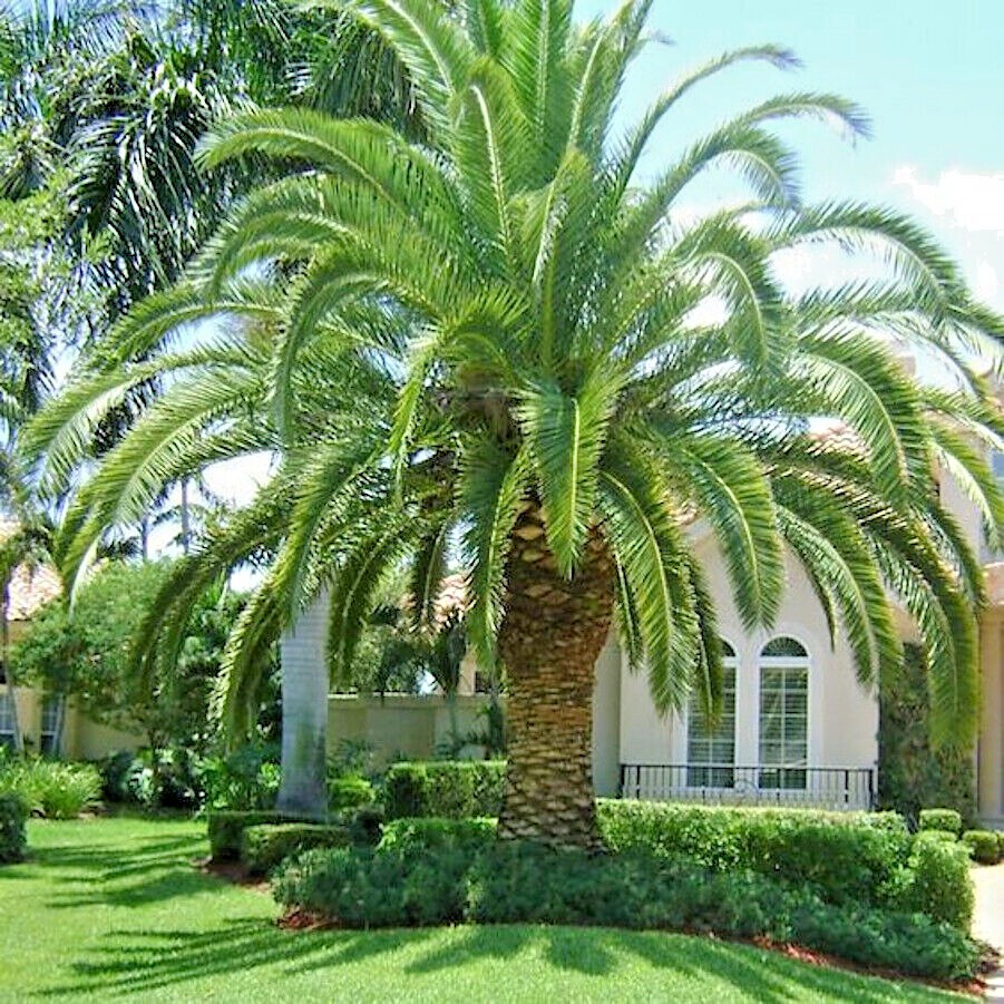 10 CANARY ISLAND DATE PALM Tree Seeds (Phoenix Canariensis) Hardy Fruit Plant