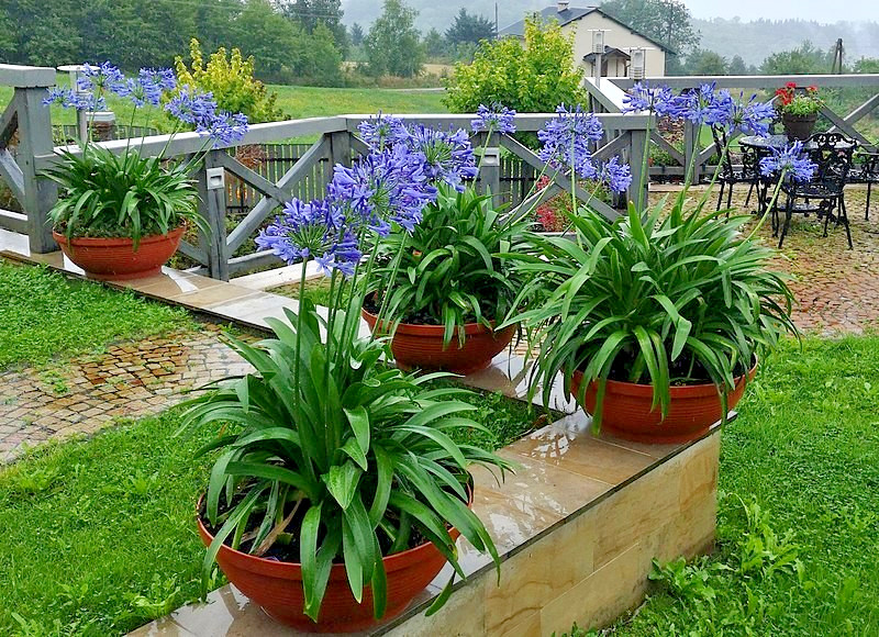 blue Lily of the Nile 100 seeds. Agapanthus. EZ to grow, hardy too zone 7. USA.