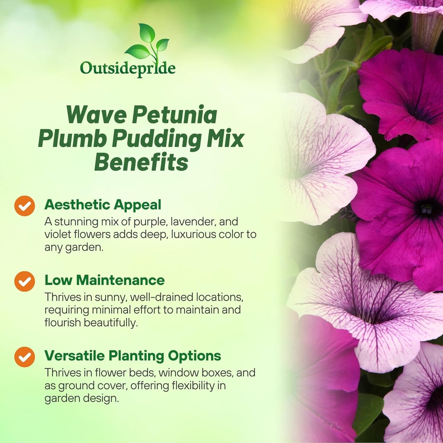 15 Seeds Easy Wave Spreading Petunia Plumb Pudding Flower Seed Mix