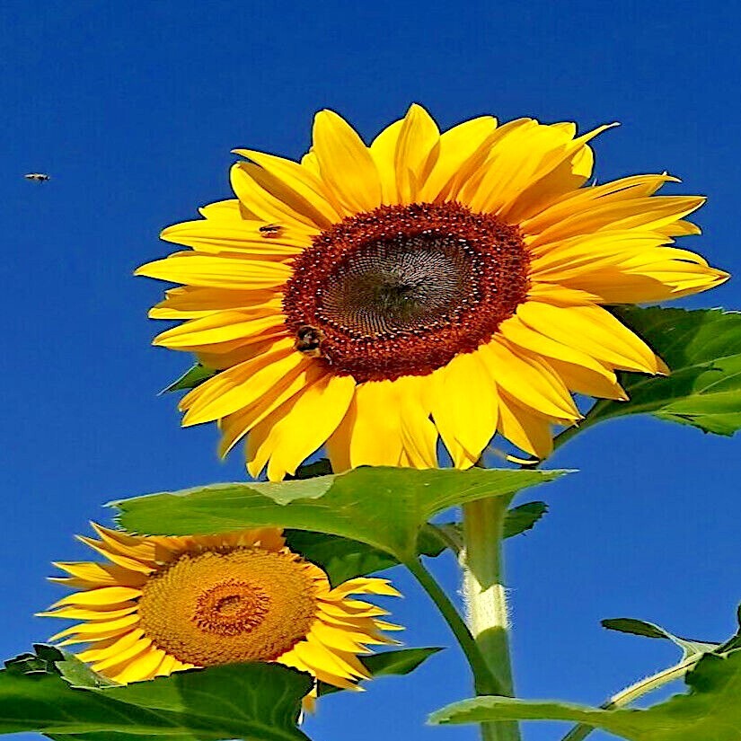 GIANT MAMMOTH RUSSIAN “GREY STRIPE” SUNFLOWER SEEDS Heirloom Hardy 10″ FLOWERS