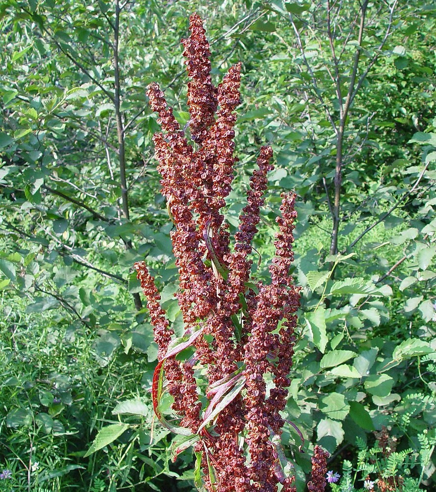 Curly Dock, Yellow Dock Seeds (Rumex Crispus)