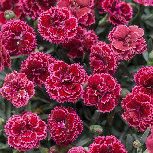 100 Black Cherry Carnation Seeds Dianthus Flowers Seed Flower Perennial 1045