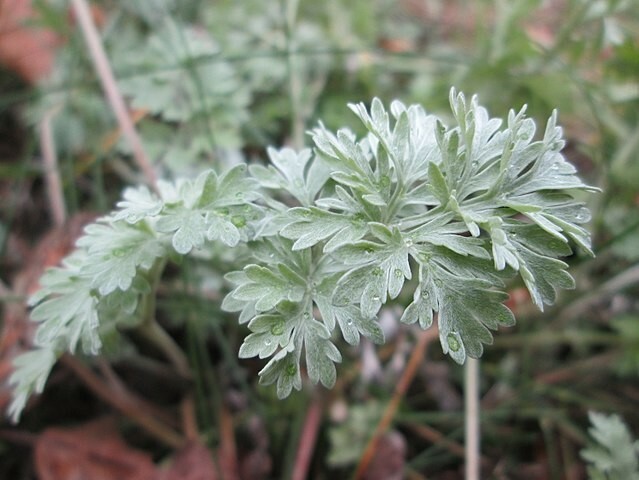 500 Artemisia Absinthium Seeds – Absinthe Wormwood – Medicinal Herbs