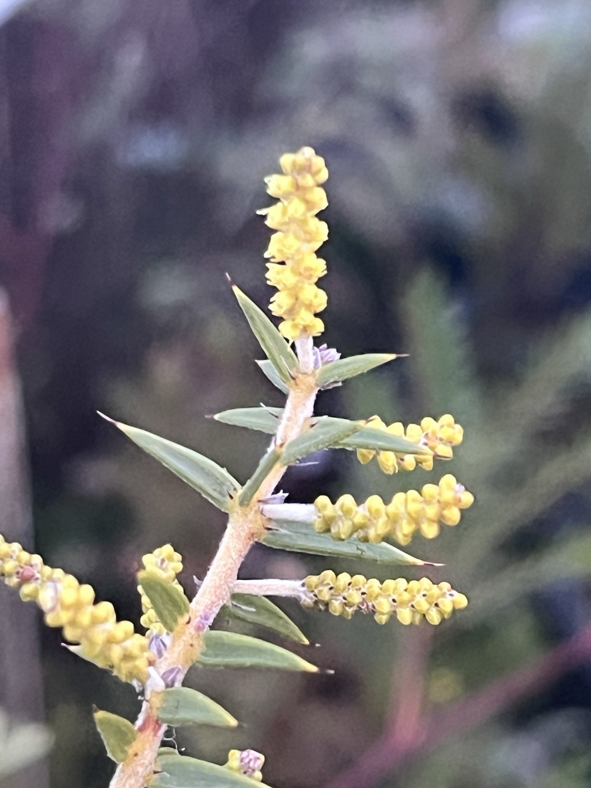 Acacia, Callistemon, Eucalyptus, Melaleuca, Seeds
