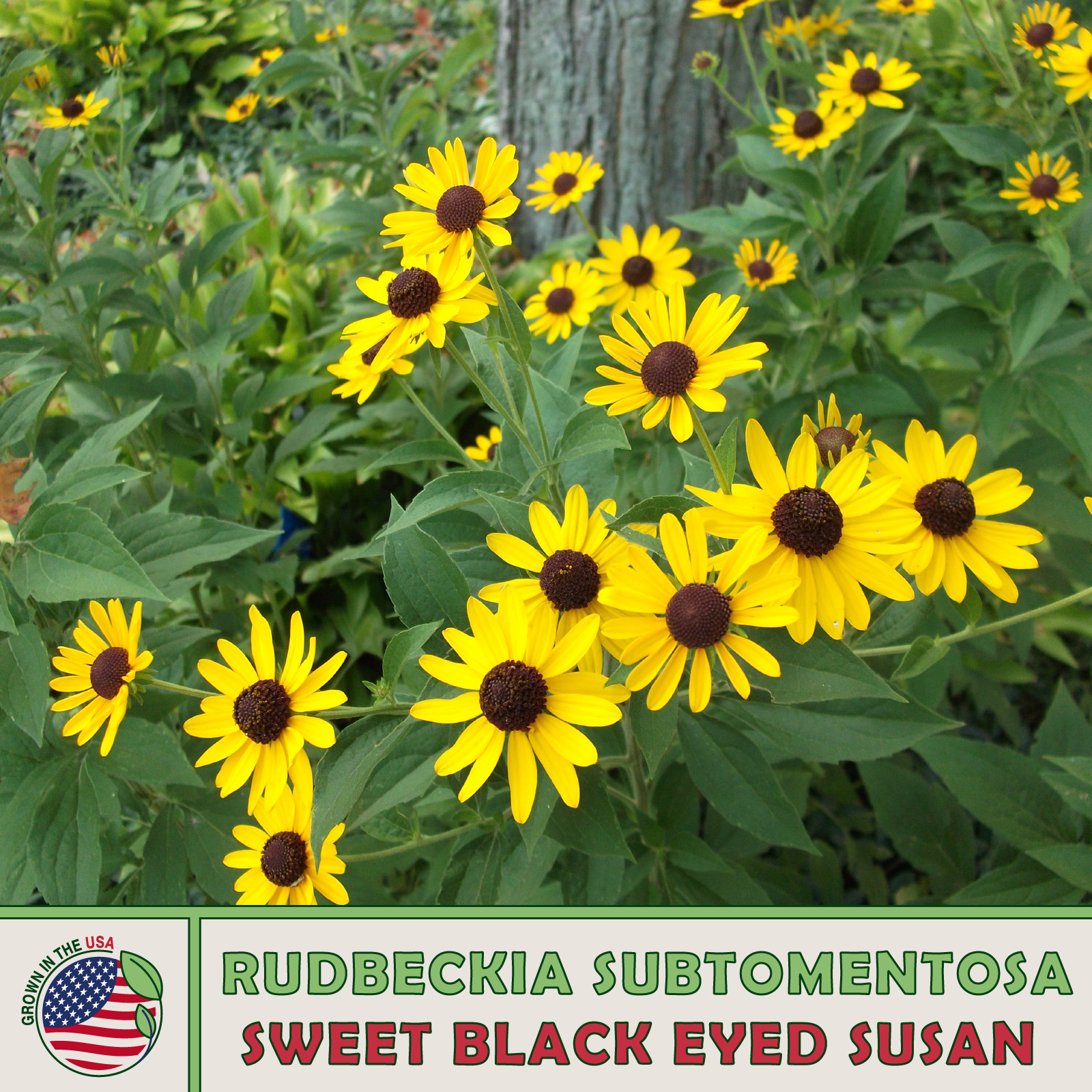 200 Sweet Black Eyed Susan Seeds, Rudbeckia subtomentosa, Native Wildflower