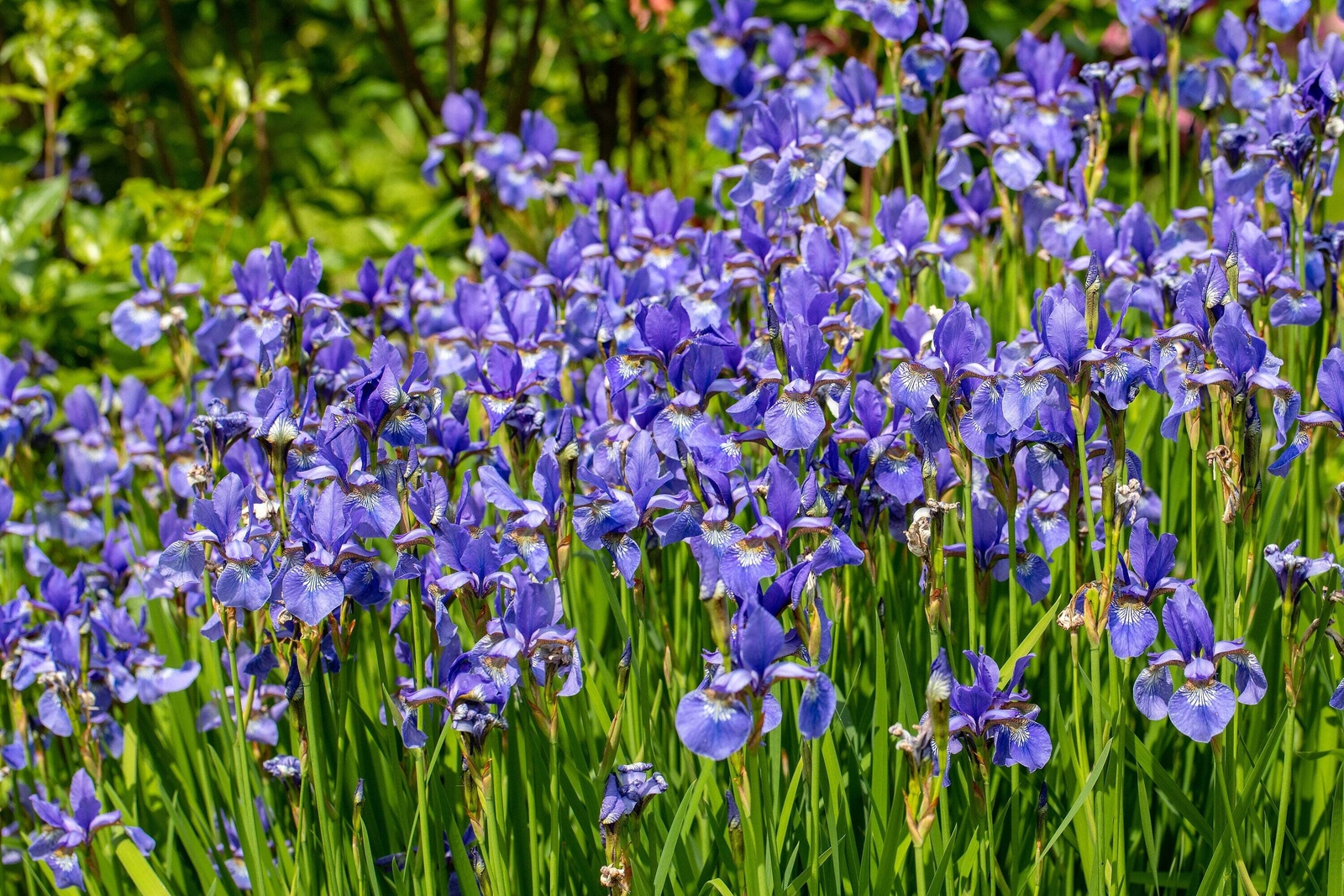 25 BLUE FLAG IRIS Versicolor Fragrant Native Purple Yellow White Flower Seeds