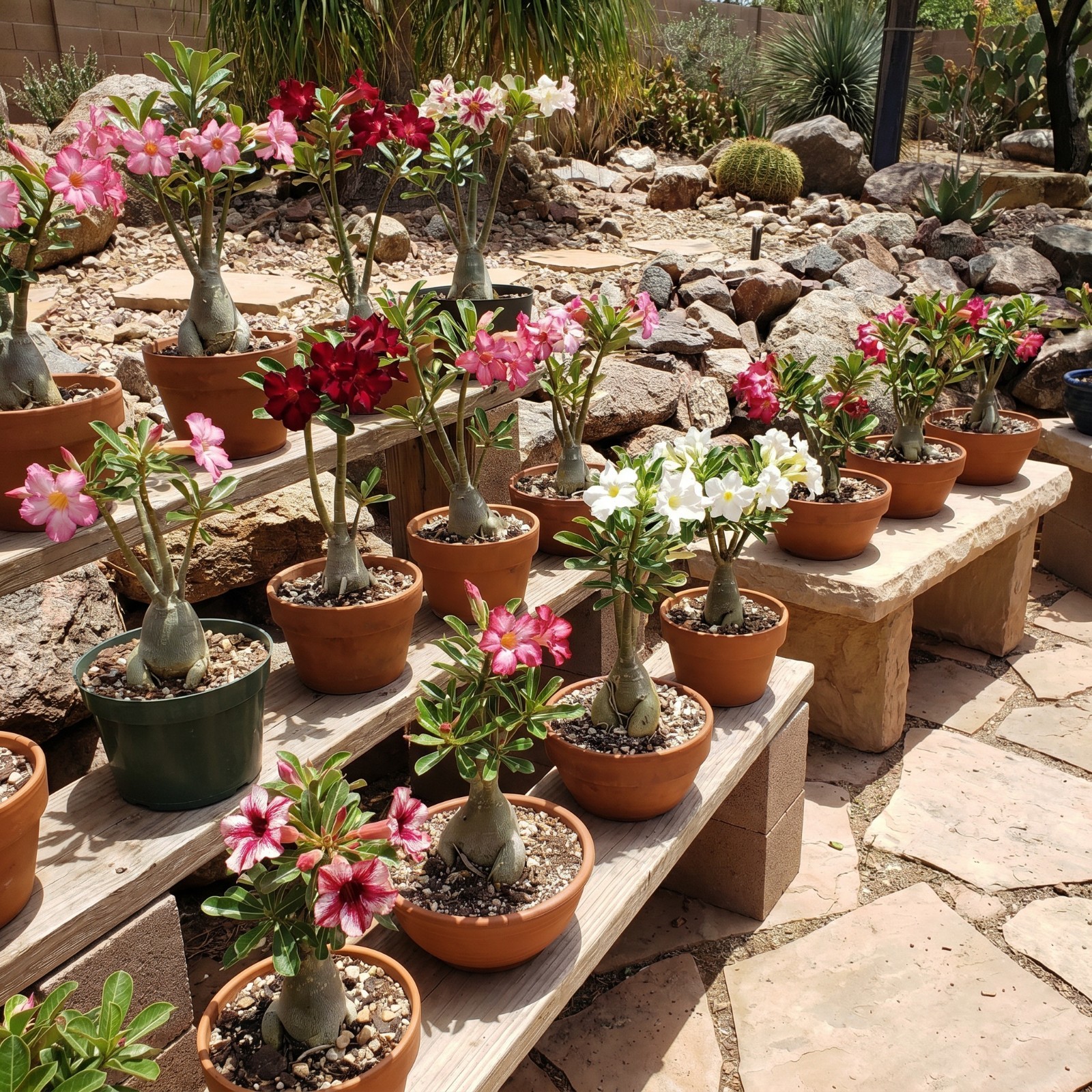 2 Mix Desert Rose Plants, Live Succulent Garden Plants 4–7″ Tall