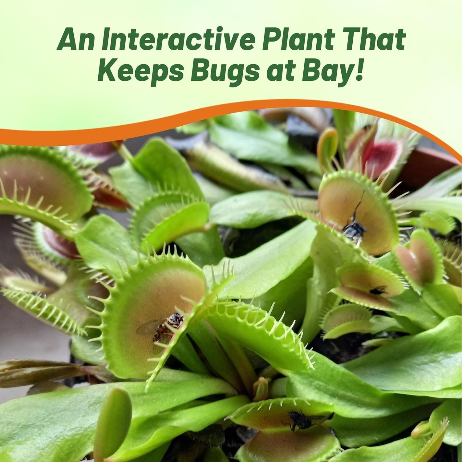 10 Pcs Organic Venus Flytrap Seeds – Low Maintenance Houseplants for Terrariums
