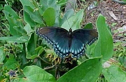Cynanchum laeve| Sand Vine | Blue Vined Milkweed | 5_Seeds