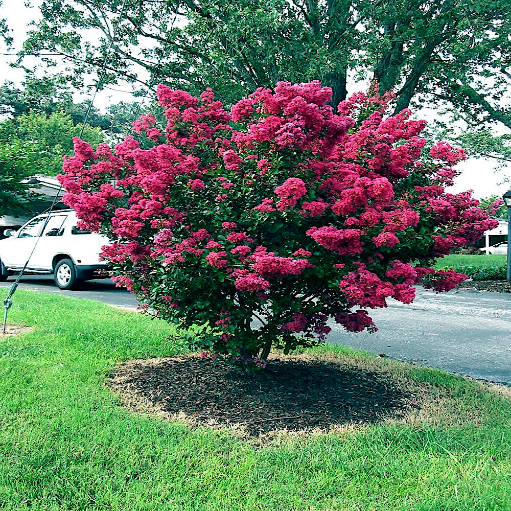 CRAPE MYRTLE TREE SEEDS Crepe (Lagerstroemia Indica) Fast Lilac Flower Plant