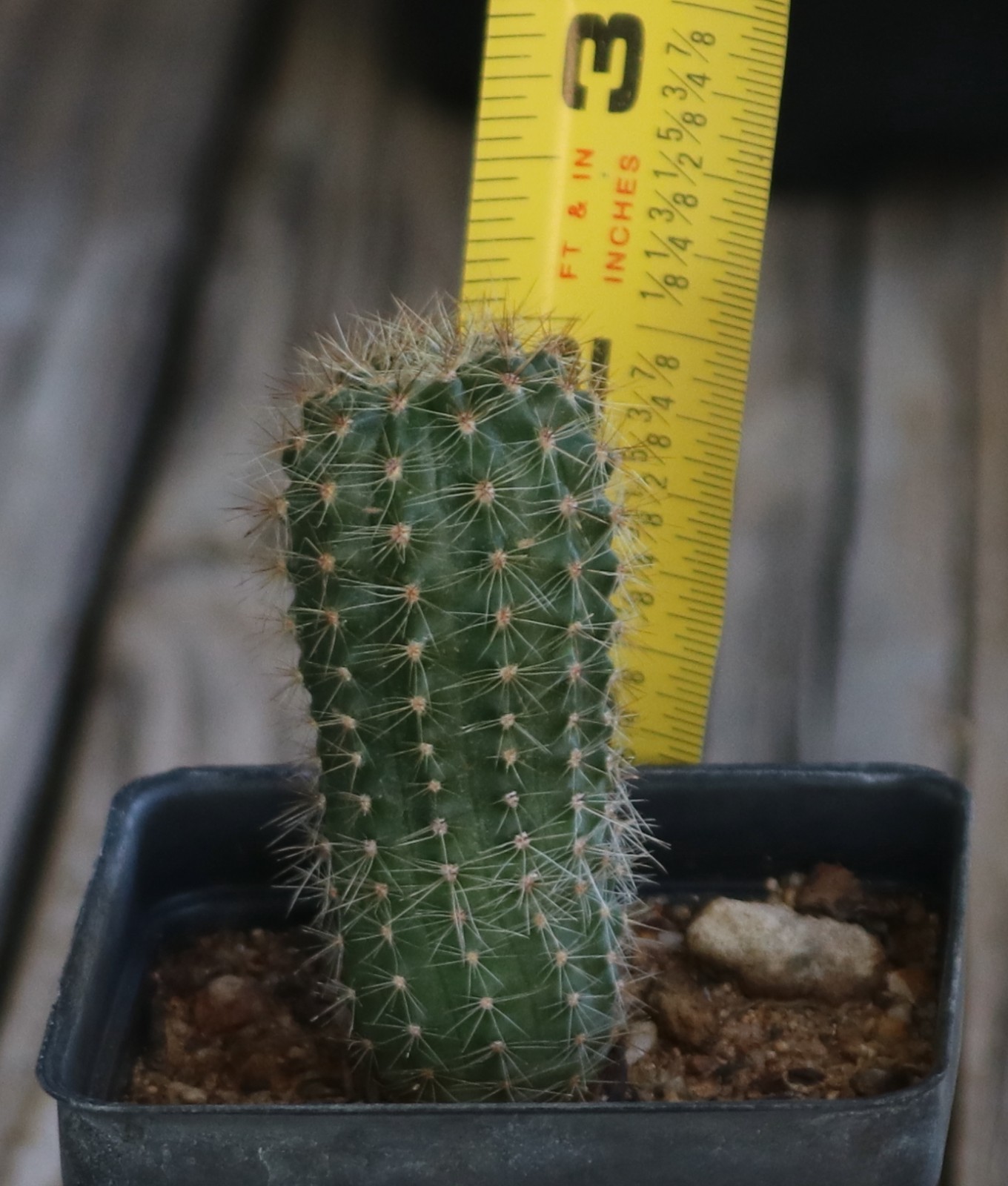 Echinopsis hybrid ‘Abyssinia’