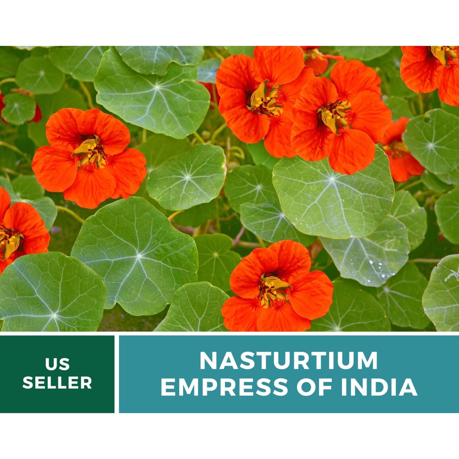 Nasturtium, Empress of India – Heirloom Seeds (Tropaeolum nanum)
