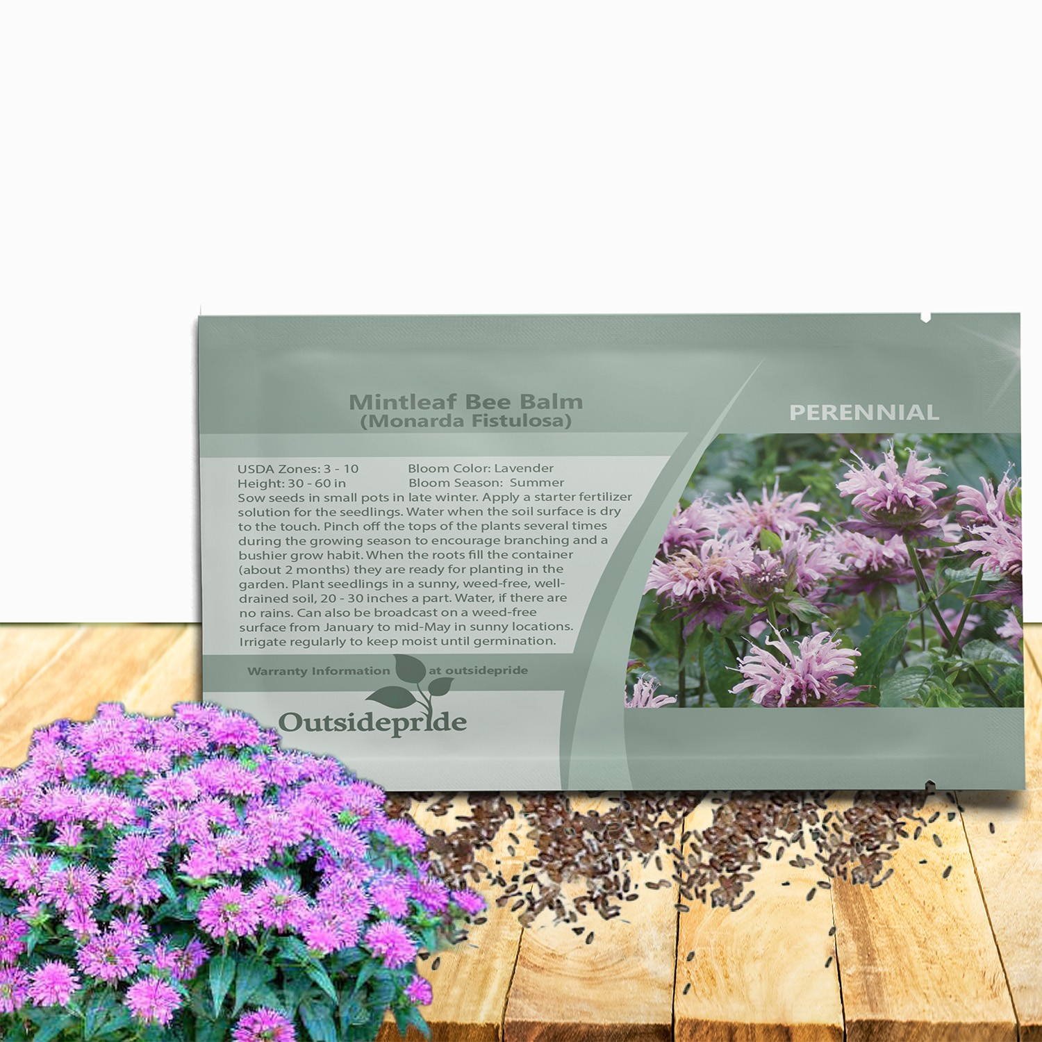 2000 Seeds Pink Monarda Seed For Planting – Fistulosa Bergamot Bee Balm