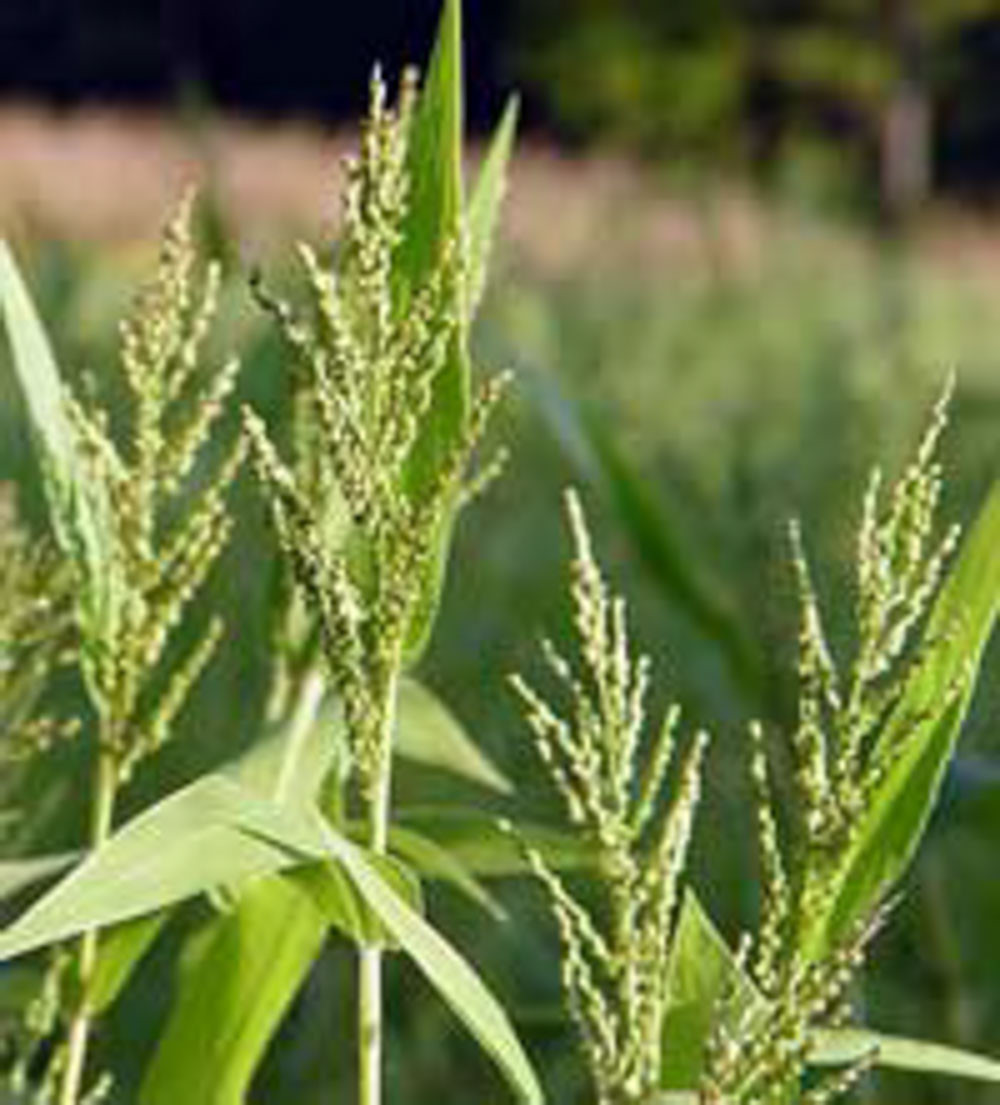 Brown Top Millet Seed, (5 Lb. Pack), Cover Crop, Erosion Control, Food Plots