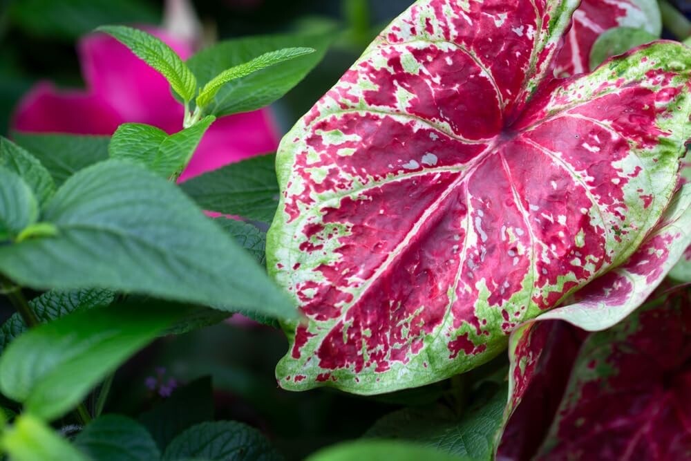 Sizzle Caladium Bulbs