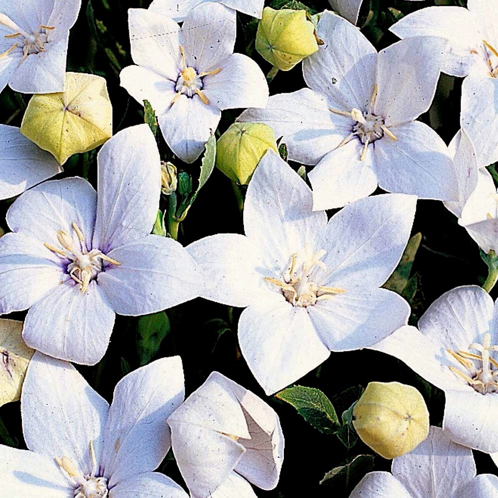 Balloon Flower Seeds, Purple, Pink & White 3pk Special, Heirloom Perennial Seed