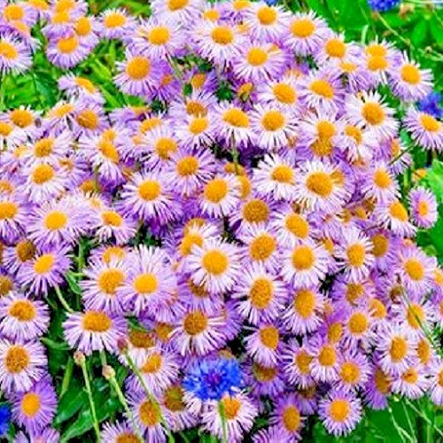 New England Aster Seeds – Symphyotrichum novae-angliae – Heirloom Fall Perennial