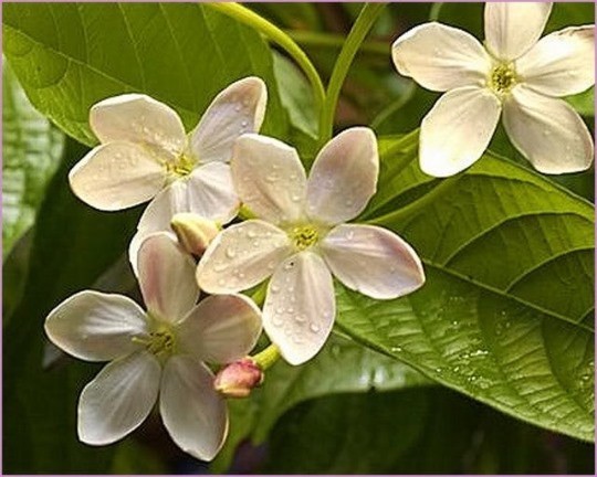 Combretum indicum Rangoon creeper Single flower live plant
