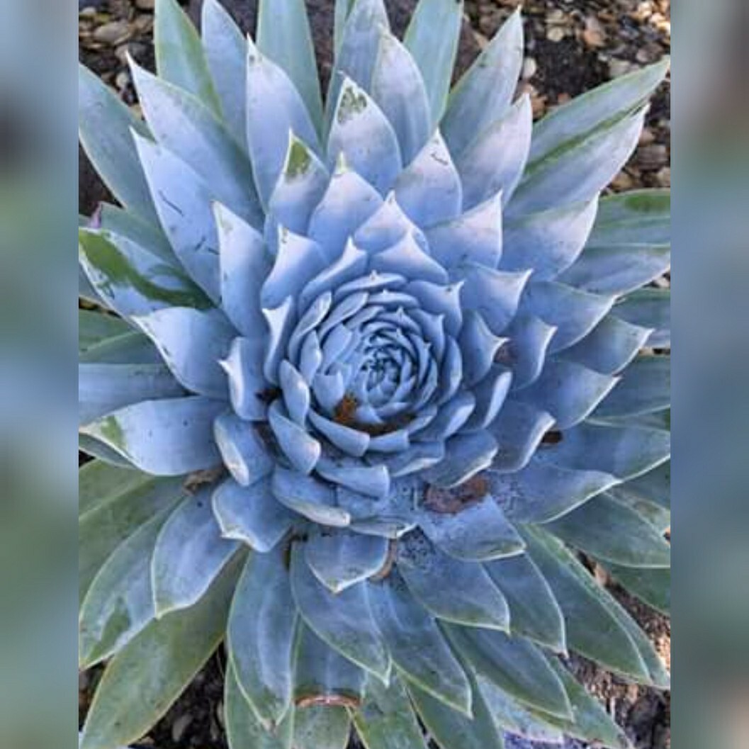 Dudleya Brittonii Giant Chalk Succulent 30 seeds form. Echeveria blue