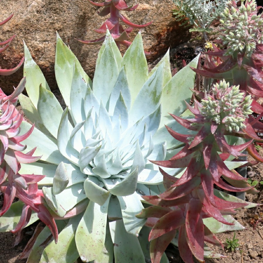 Dudleya Brittonii Giant Chalk Succulent 30 seeds form. Echeveria blue