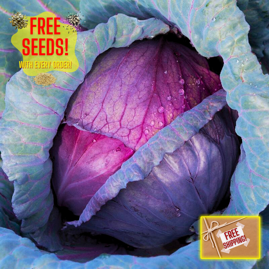 Fresh Red Acre Cabbage Seeds | Heirloom Non-GMO | Fresh Vegetable Seeds