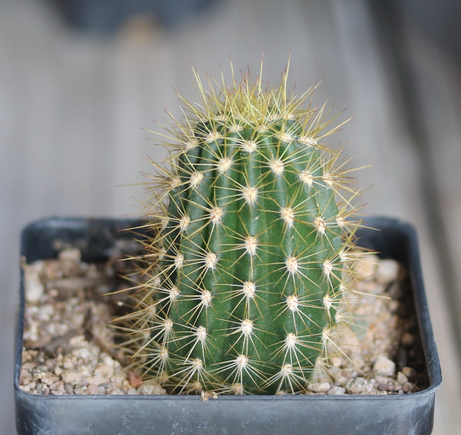Tricho hybrid ‘Sweet Aloha’