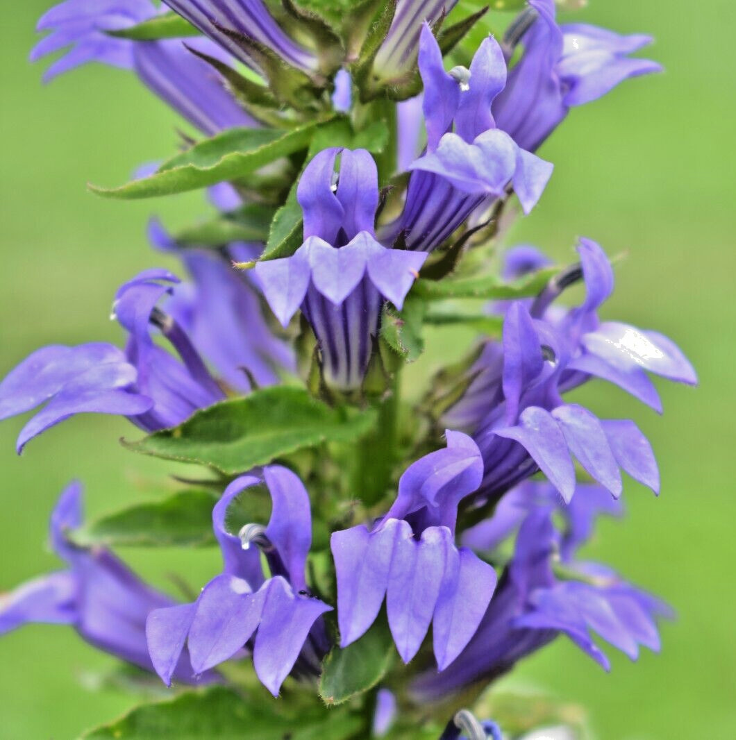 Giant white and blue lobelia mixed 253 SEEDS, Lobelia Silphilitica hardy