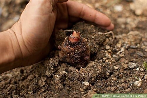 5 Taro Bulbs: Green Elephant Ear Plants. Colocasia Esculenta, Cocoyam Bulbs