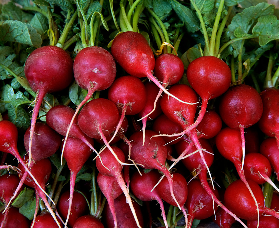 RADISH SEEDS 200+ EARLY SCARLET GLOBE survival GARDEN VEGETABLES FREE SHIPPING