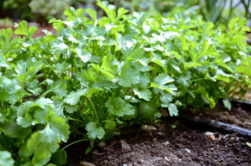 Cilantro Seeds | Leisure Splits | NON-GMO, Fresh Garden Seeds, Ngò Rí , for 2024