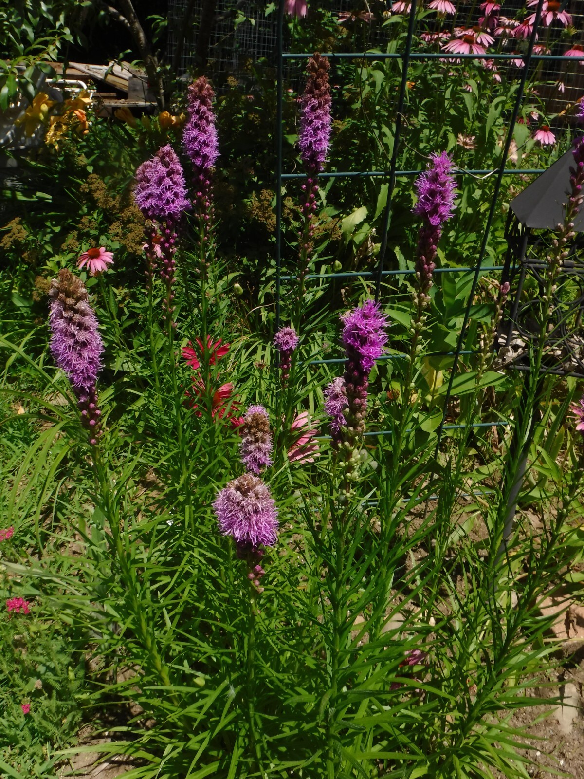 LIATRIS SPICATA, BLAZING STAR, perennial 50 SEEDS