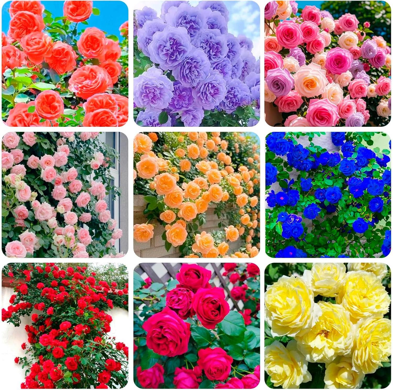 300+mixed Climbing Rose Rosa Seeds for Planting Outdoors -heirloom Garden Vine H