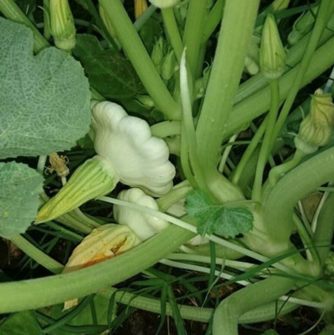 Early White Bush Scallop Summer Squash Seeds | Heirloom | Organic | Vegetable