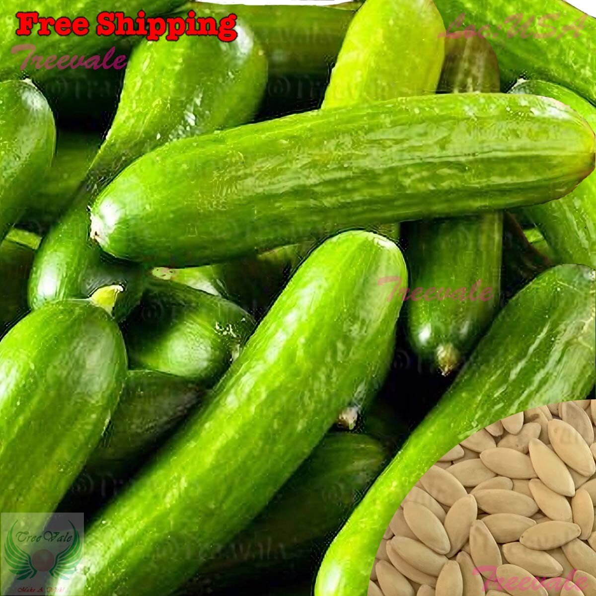 Tendergreen Burpless Cucumber, Burpless Sweet Cucumber SEEDS | Vegetable Seeds