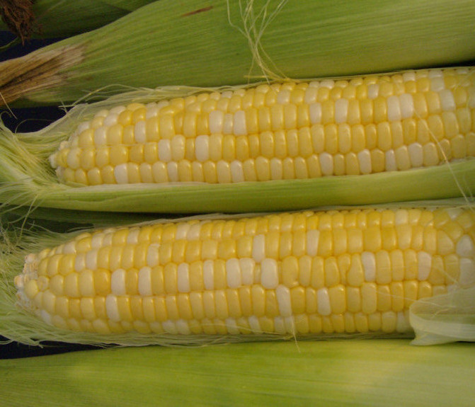 100ea-1lb USDA Organic Double Standard heirloom Bicolor sweet Corn non-GMO seeds